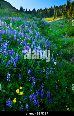 Abundancia de flores silvestres a lo largo de Creek, en el Parque Nacional Monte Rainier en el estado de Washington, EE.UU. Foto de stock