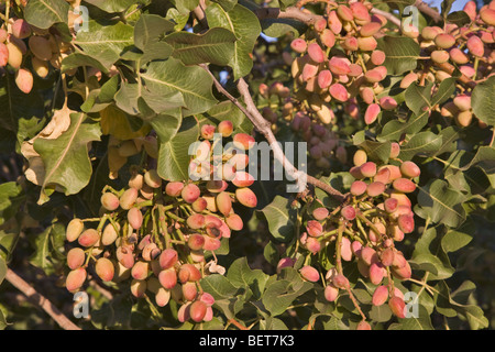 Los pistachos vencen en ramas "Pistacho vera'. Foto de stock