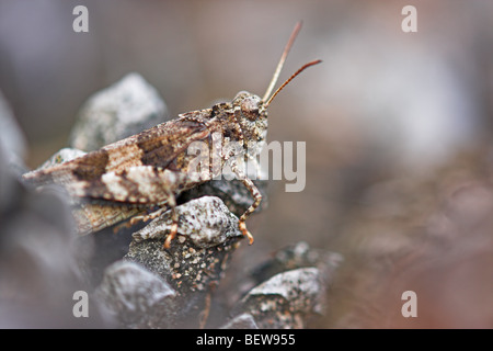 Blue-winged grasshopper, Oedipoda caerulescens, close-up
