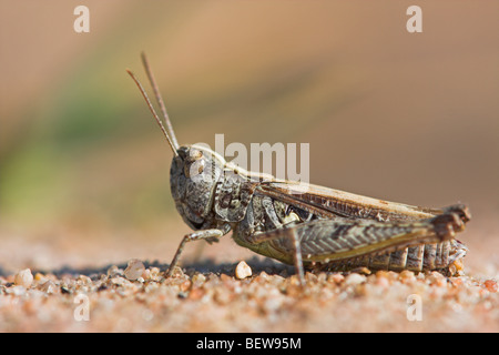 Blue-winged grasshopper, Oedipoda caerulescens, close-up