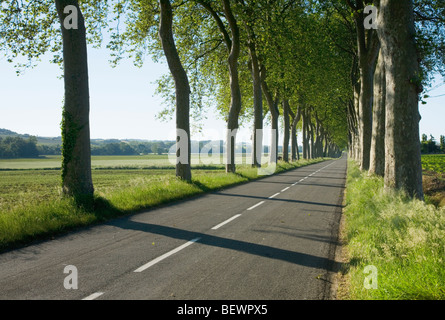 Avenida de árboles junto a una carretera rural en Francia. De Languedoc-Rousillon. Francia. Foto de stock