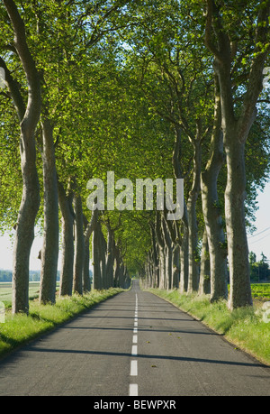 Avenida de árboles junto a una carretera rural en Francia. De Languedoc-Rousillon. Francia. Foto de stock