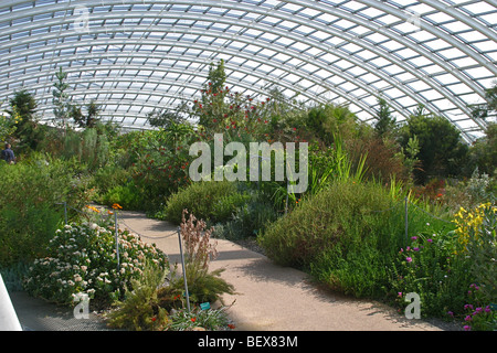Interior del Gran invernadero, Jardín Botánico Nacional de Gales, Lanarthne, Carmarthenshire, Gales, Reino Unido