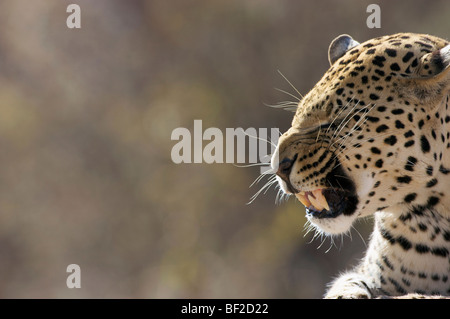 Vista lateral de un leopardo (Panthera pardus) gruñendo, El Okonjima Lodge y la Fundación Africat, Namibia. Foto de stock