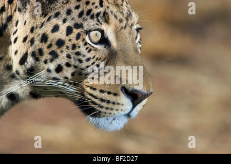 Perfil de un leopardo (Panthera pardus), El Okonjima Lodge y la Fundación Africat, Namibia. Foto de stock
