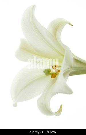 Blanco Lirio de San José Fotografía de stock - Alamy