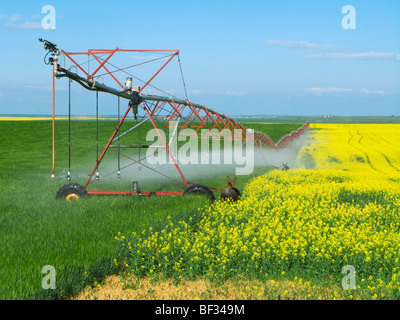 Un sistema de riego de pivote central cruce desde un floreciente campo de canola a un cereal adyacentes / campo de Alberta, Canadá.