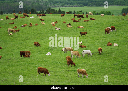 - Mezcla de razas de ganado de pastoreo de vacas jóvenes y descansando sobre una pradera verde / de Alberta, Canadá. Foto de stock