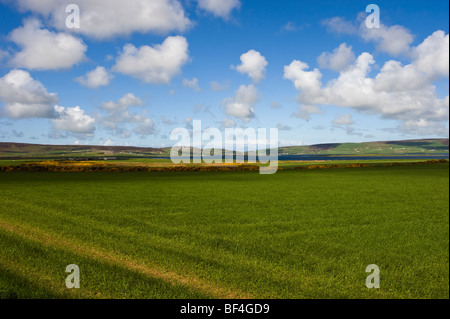 Prado con nubes en el cielo, las Islas Orkney, Escocia, Reino Unido, Europa Foto de stock