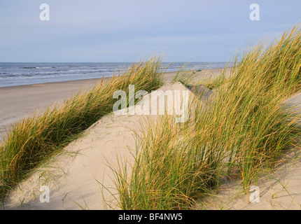 Hierba Marram (ammophila arenaria) en una duna, cerca de la playa del Mar del Norte en Vejers playa de Jutlandia, Dinamarca, Europa Foto de stock