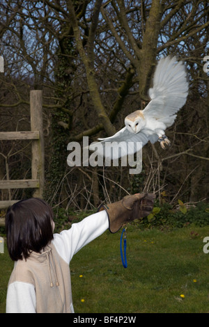 Lechuza; Tyto alba; aves cautivas aterrizar en manipulador Foto de stock