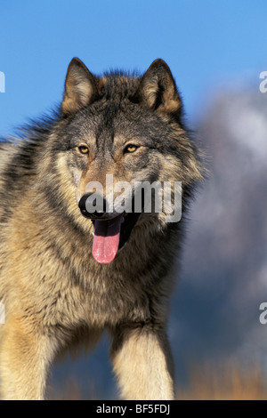 Timberwolf, el lobo (Canis lupus), América del Norte