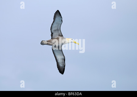 El Albatros de las Galápagos (Diomedea irrorata), adulto en vuelo, Espanola Isla Galápagos, Ecuador, Sudamérica Foto de stock