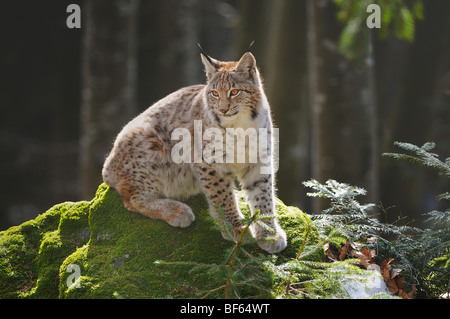 El lince eurásico (Lynx lynx), joven sentado sobre una roca, Suiza, Europa Foto de stock