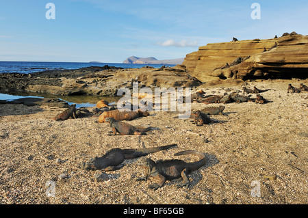 Iguanas marinas (Amblyrhynchus cristatus), grupo sol, Bahía de Puerto Egas, Isla Santiago, Galápagos, Ecuador, Sudamérica Foto de stock