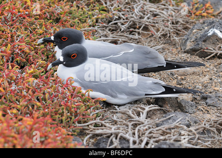 Swallow-tailed Gull (Creagrus furcatus), par, Islas Galápagos, Ecuador, Sudamérica Foto de stock