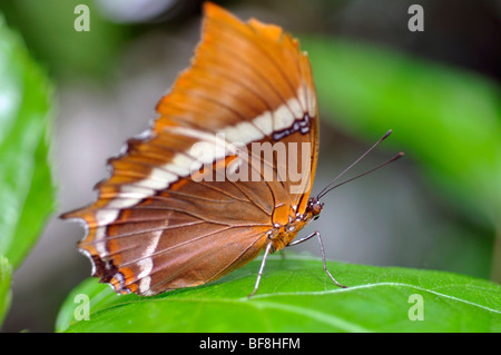 Página con punta oxidada Mariposa - Siproeta epaphus Foto de stock