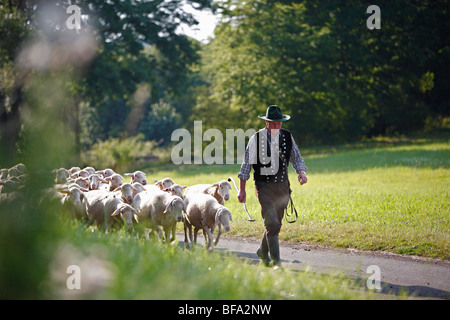 Oveja Merina (Ovis ammon f. aries), el pastor conduce a su rebaño de ovejas a través de un camino asfaltado a través de prados y bosques