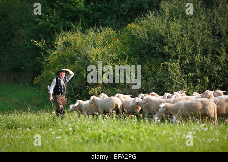 Oveja Merina (Ovis ammon f. aries), el pastor de su rebaño de ovejas.