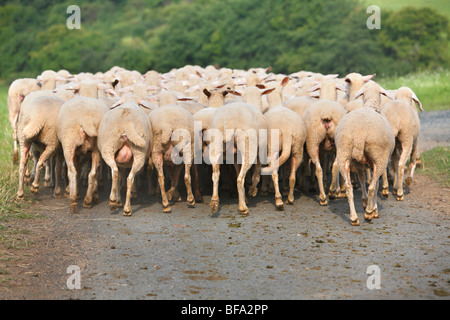 Oveja Merina (Ovis ammon f. aries), rebaño de ovejas caminando en una carretera que conduce a través de prados