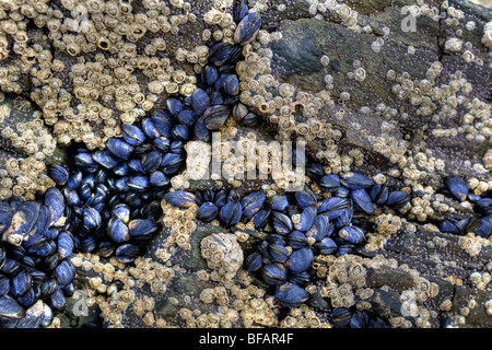 Azul Mejillones, percebes y lapas expuestos sobre una roca en la playa en la bahía Balnakeil, Durness, Escocia