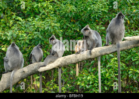 Grupo de la familia de monos de hoja de plata, Lenguaje plateado o Lutung plateado en la rama, con el bebé, Labuk Bay, Sabah, Malasia, Borneo Foto de stock