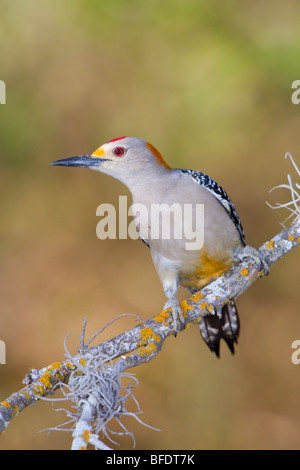 De fachada dorada woodpecker (Melanerpes aurifrons) posado en una rama en el Valle del Río Grande en Texas, EE.UU.