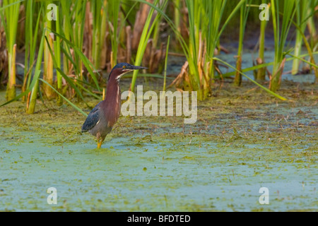 El Green Heron (Butorides virescens) caza en un pantano cerca de Long Point, Ontario, Canadá Foto de stock