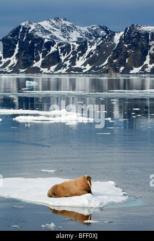 Macho adulto la morsa del Atlántico (Odobenus rosmarus rosmarus), el archipiélago de Svalbard, Noruega del ártico
