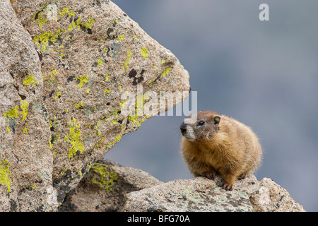 Amarillo-curva marmota (Marmota flaviventris), el Parque Nacional de Rocky Mountain, Colorado, Estados Unidos. Foto de stock