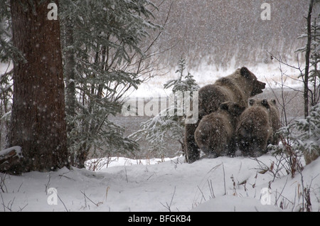 Oso grizzly (Ursus arctos) siembre y 1er año cubs caminando a través del bosque cubierto de nieve. Rama de pesca fluvial ecológico Njik iinlii Ni'R