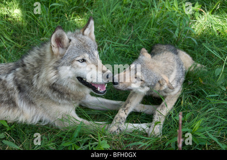 Wolf Pup y padre (Canus lupus) tumbado en la hierba en Boundary Waters Canoe Area, Minnesota, EE.UU., América del Norte