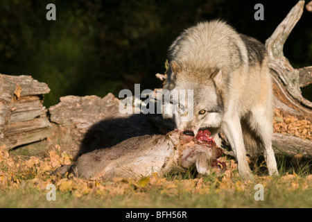 Lone madera o lobo gris tirando de un cadáver de ciervo en el bosque.