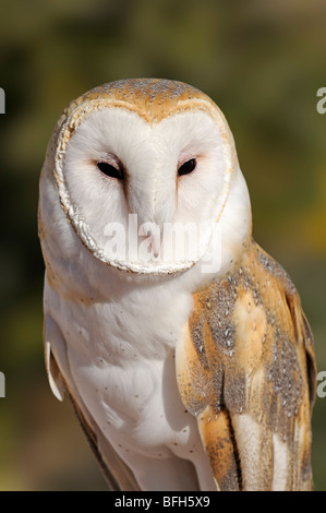 Lechuza de Campanario (Tyto alba) en el Sonoran Desert Museum en Tucson, Arizona, EE.UU.