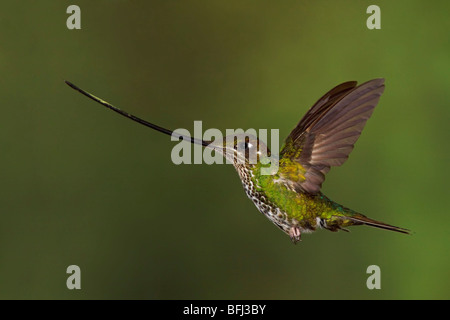 Espada (Ensifera ensifera facturó Hummingbird) alimentándose en una flor mientras volaba a Guango Lodge en Ecuador. Foto de stock