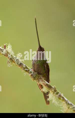 Espada (Ensifera ensifera facturó Hummingbird) posado en una rama en Guango Lodge en Ecuador. Foto de stock