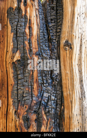 Pino bristlecone (Pinus longaeva) Detalle de texturas de madera antigua, Methuselah Grove, White Mountains, California Foto de stock
