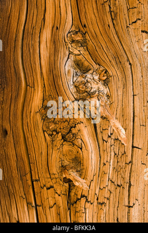 Pino bristlecone (Pinus longaeva) Detalle de texturas de madera antigua, Methuselah Grove, White Mountains, California Foto de stock