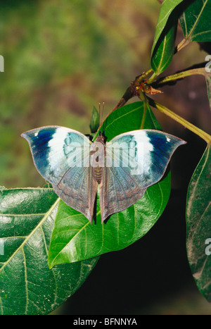 Mariposa ; Kallima horsfieldii ; hoja de oakí azul ; hoja de oakí azul del sur ; hoja de oakí azul de Sahyadri ; Foto de stock