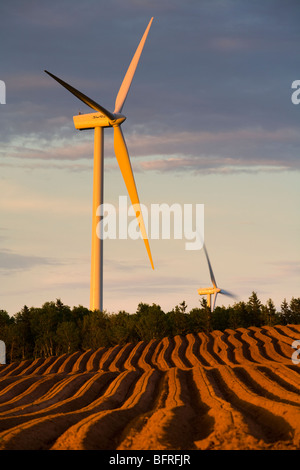 Turbinas de viento y recién plantado en el campo de patatas, West Cape, Prince Edward Island, Canadá Foto de stock