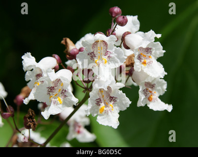 India, Árbol Catalpa bignonioides Bean, Bignoniaceae, Sudeste de EE.UU., América del Norte