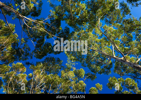 Árboles de Karri, nr Dinamarca, Australia Occidental, Australia Foto de stock