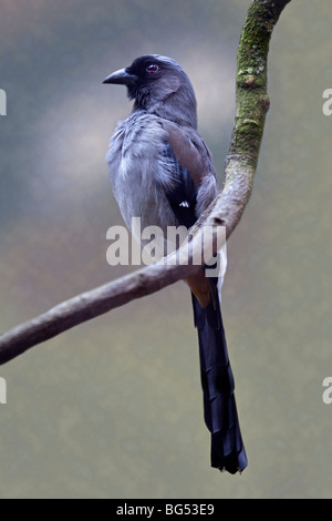Gris o del Himalaya (dendrocitta Treepie formosae) Foto de stock