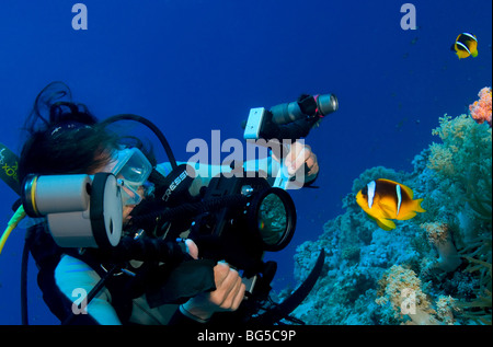 Fotógrafo subacuático, buceo, parque nacional de Ras Mohammed, Egipto, pez de anémona, anémonas, fotógrafo, scuba, Ocean Foto de stock