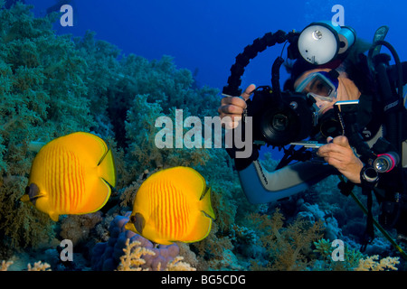 Fotógrafo subacuático, buceo, parque nacional de Ras Mohammed, Egipto, diver, arrecifes tropicales, peces coloridos, fotosub Foto de stock