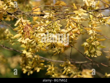 Carpe común europeo o semillas, Carpinus betulus, Betulaceae (Corylaceae anteriormente). Foto de stock