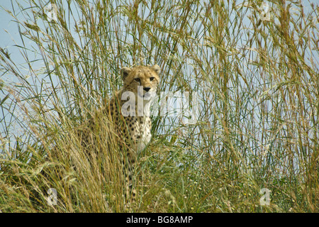 Cheetah cub en pasto largo, Masai Mara, Kenya Foto de stock