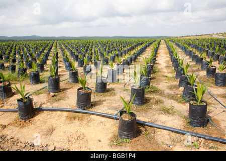 Hileras de plantas en macetas con riego por goteo en un centro de jardín  Fotografía de stock - Alamy
