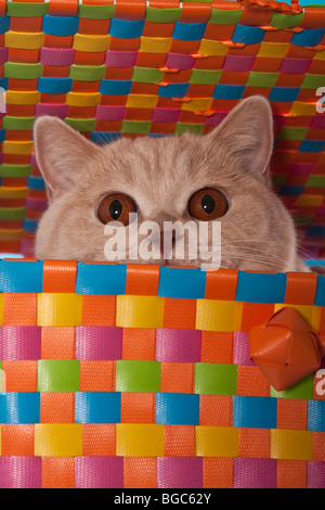 British Shorthair cat en busca de una colorida canasta de mimbre