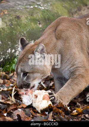 comida del puma